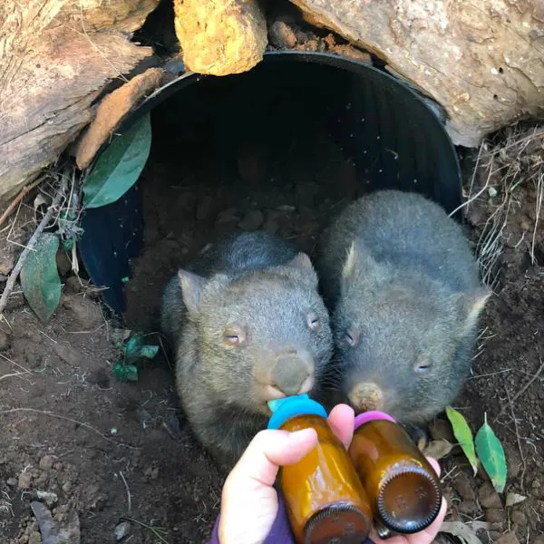 Help wildlife every day