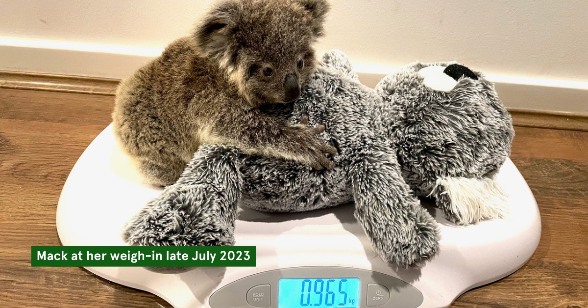 Rescued Koalas Mack and Gage Set Free as NSW Govt. Announces $5m Investment to Support Koalas