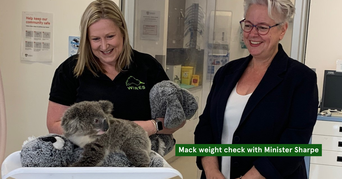 Rescued Koalas Mack and Gage Set Free as NSW Govt. Announces $5m Investment to Support Koalas