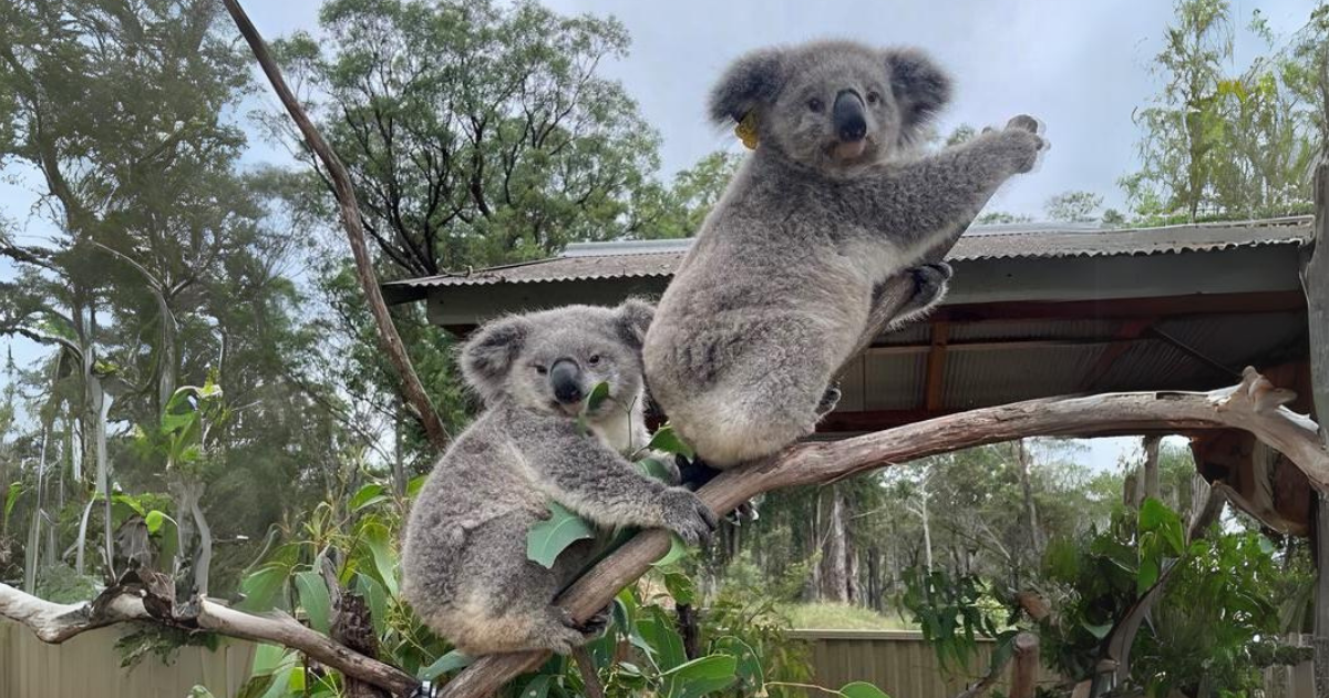 Rescued Koalas Mack And Gage Set Free As Nsw Govt. Announces $5m ...