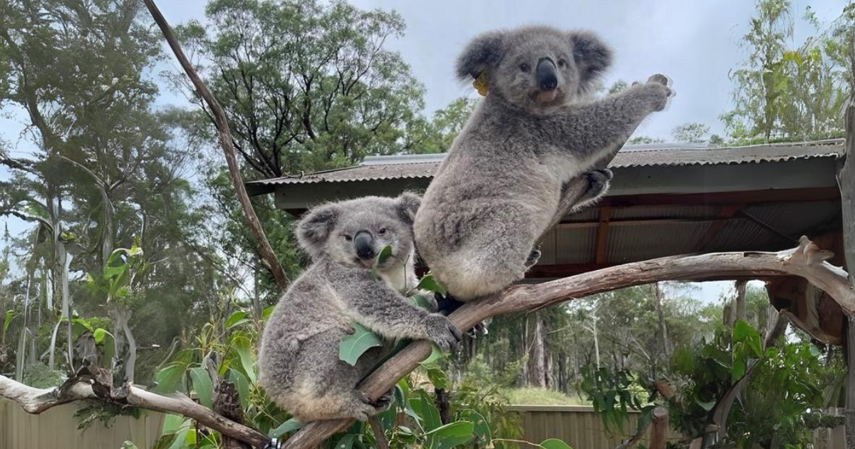 Rescued Koalas Mack and Gage Set Free as NSW Govt. Announces $5m Investment to Support Koalas