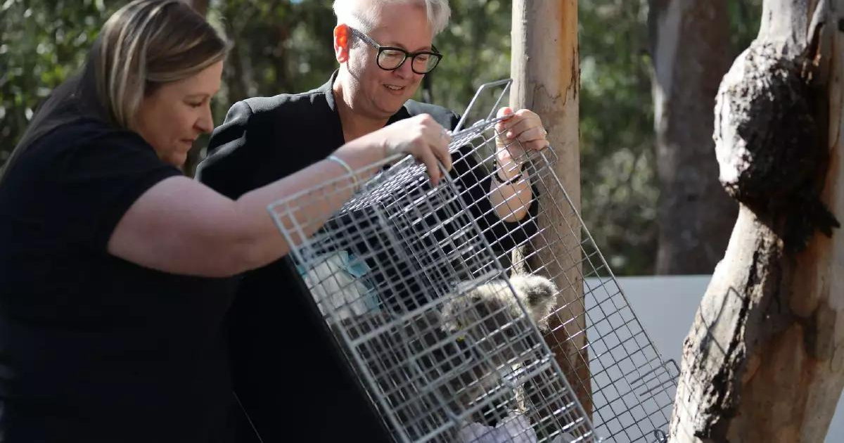 Rescued Koalas Mack and Gage Set Free as NSW Govt. Announces $5m Investment to Support Koalas