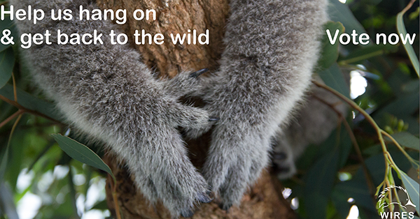 Help us build a Koala Care Facility - all you have to do is vote