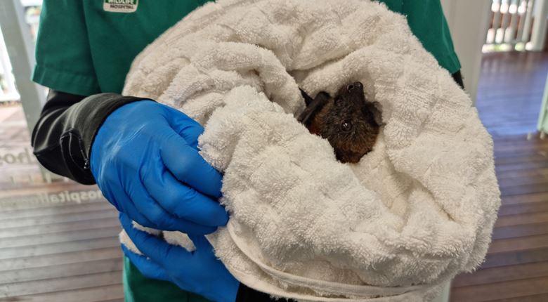 Official Opening of Currumbin Wildlife Hospital Extension