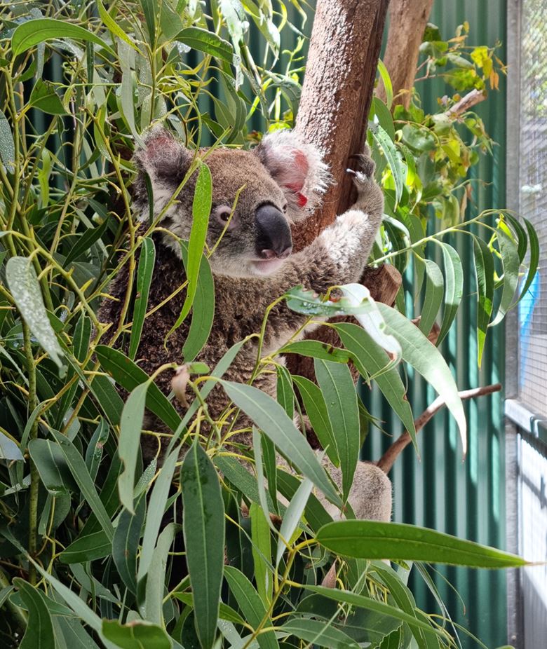 Official Opening of Currumbin Wildlife Hospital Extension