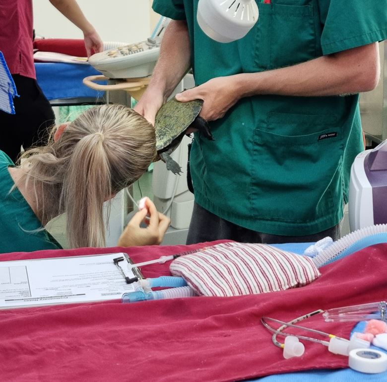Official Opening of Currumbin Wildlife Hospital Extension