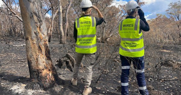 Canberra Excludes Wildlife Rescuers from Disaster Preparedness: A Call for Action