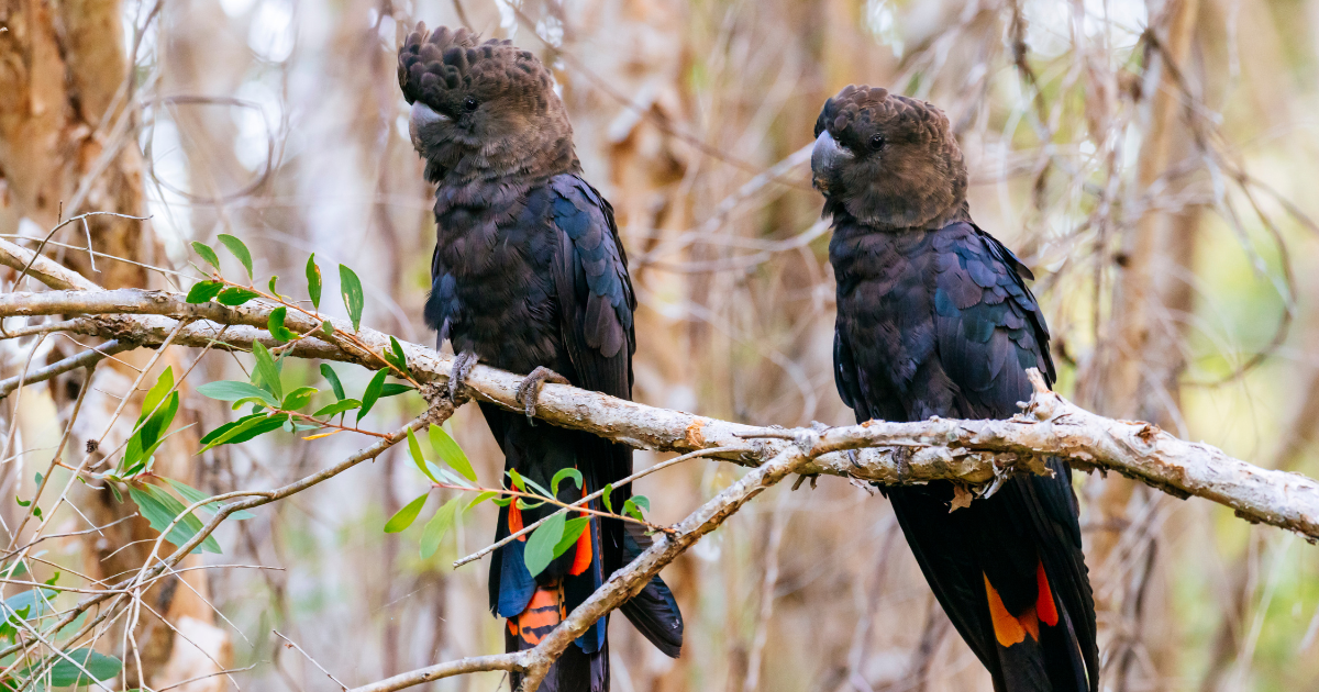 A Journey to Preserve: Glossy Black-Cockatoos and Unexpected Visitors