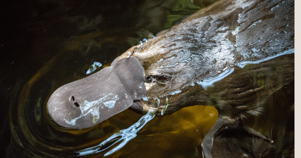 WIRES Research Grant Recipient Aims to Protect Platypus Populations