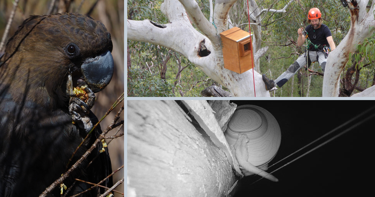 A Journey to Preserve: Glossy Black-Cockatoos and Unexpected Visitors