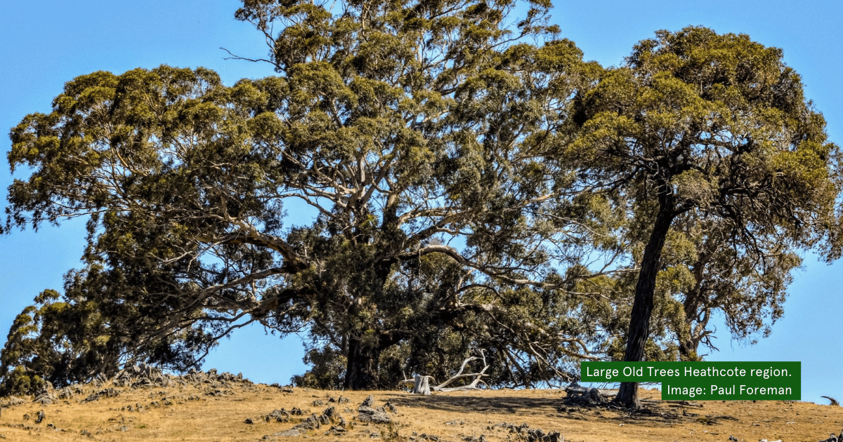 WIRES National Grants Support Heathcote Local to Landscape Project