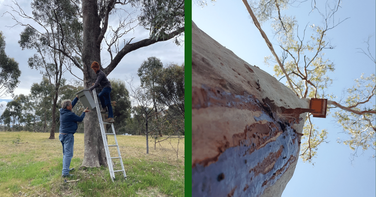 WIRES National Grants Support Heathcote Local to Landscape Project
