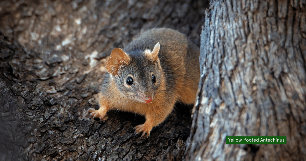WIRES National Grants Support Heathcote Local to Landscape Project
