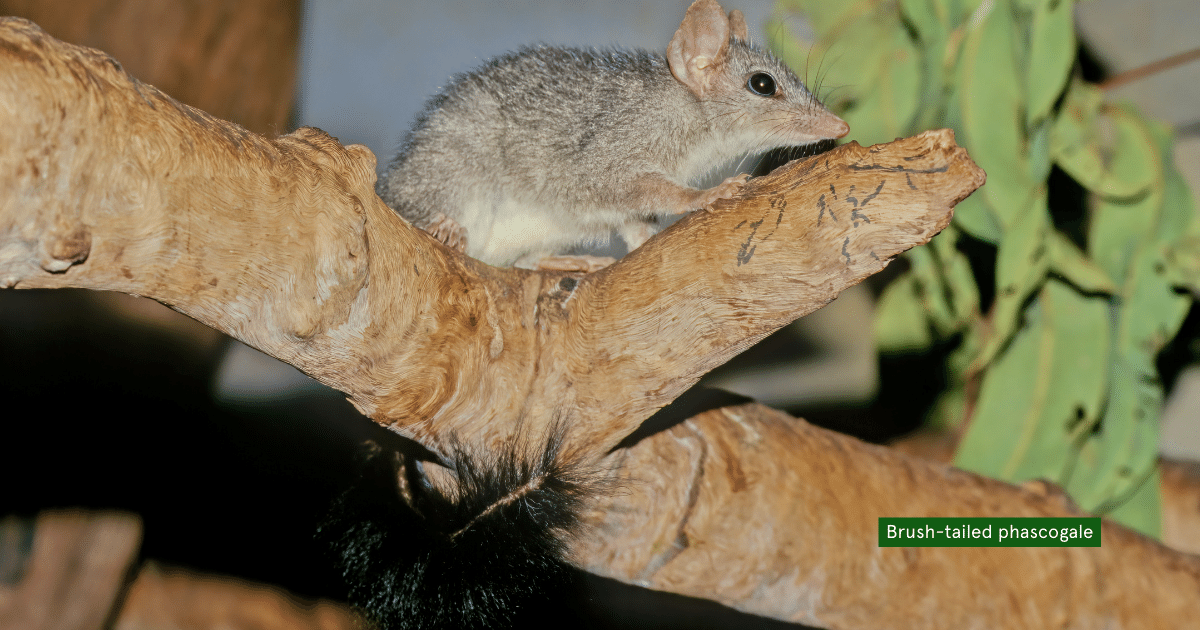 WIRES National Grants Support Heathcote Local to Landscape Project