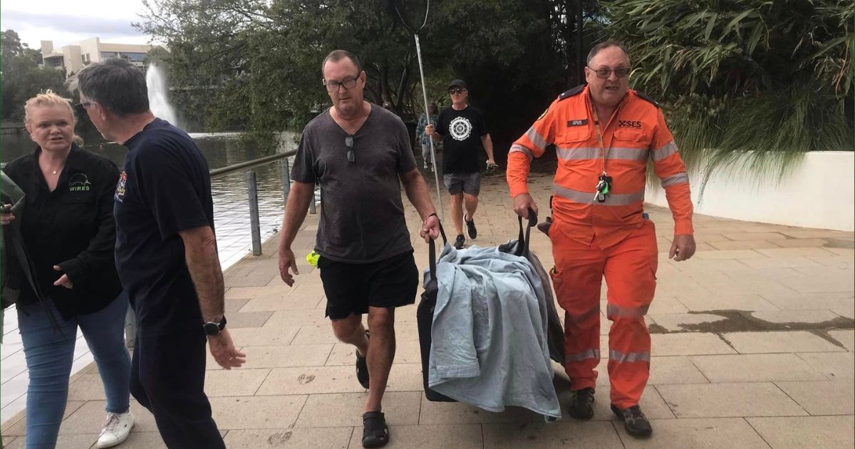 WIRES Teams Up With SES To Save Black Swan