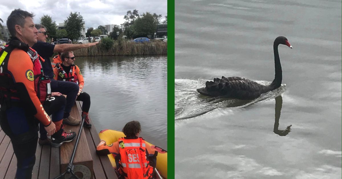 WIRES Teams Up With SES To Save Black Swan