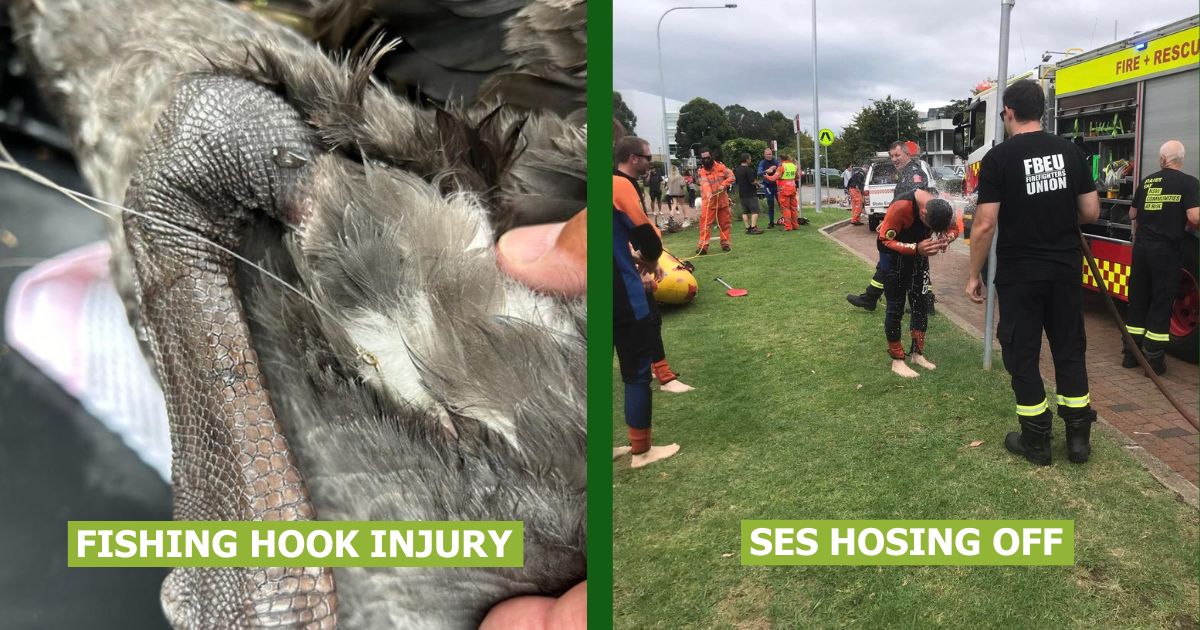 WIRES Teams Up With SES To Save Black Swan
