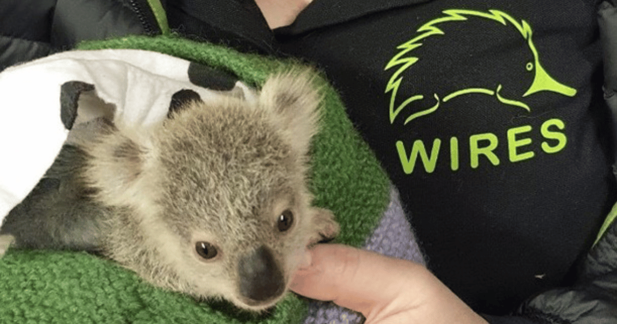 NSW Koala Strategy Under Review Amidst Threat of Extinction