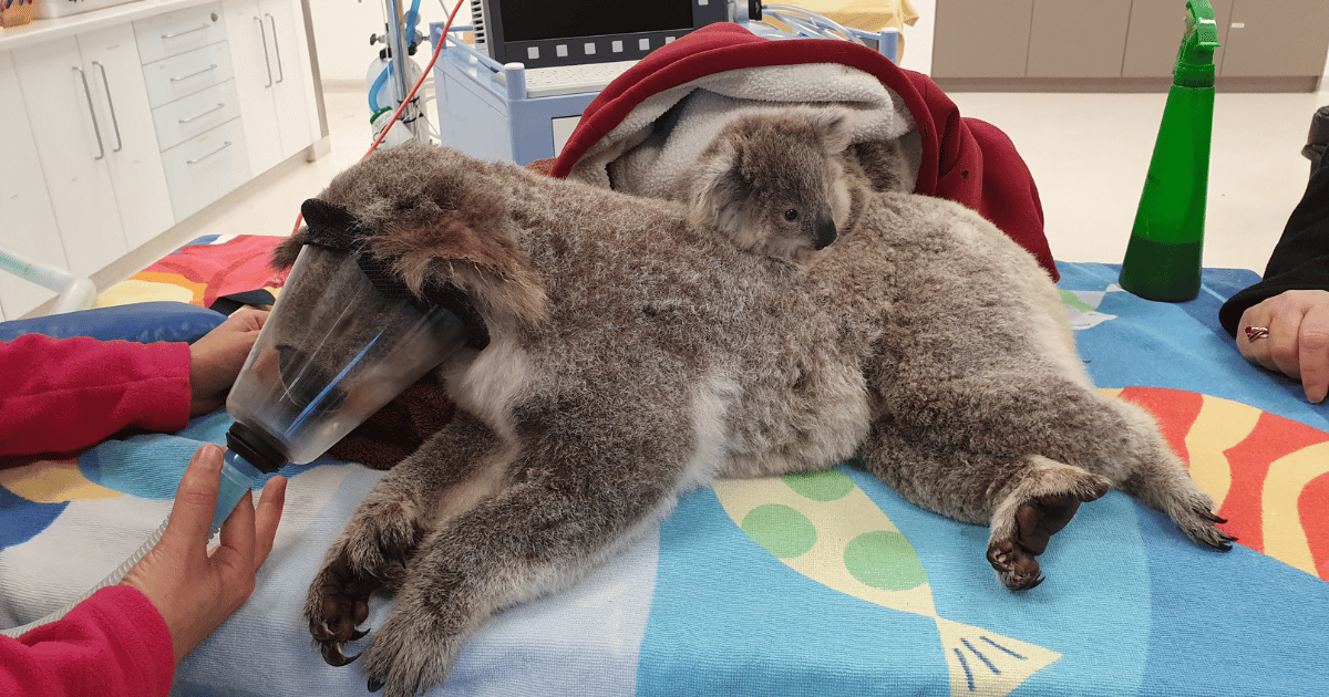 NSW Koala Strategy Under Review Amidst Threat of Extinction