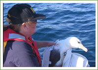 Albatross Entanglement