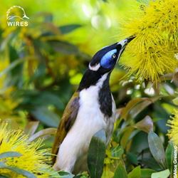 Biodiversity Month