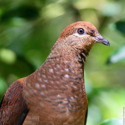 Brown Cuckoo-Dove 