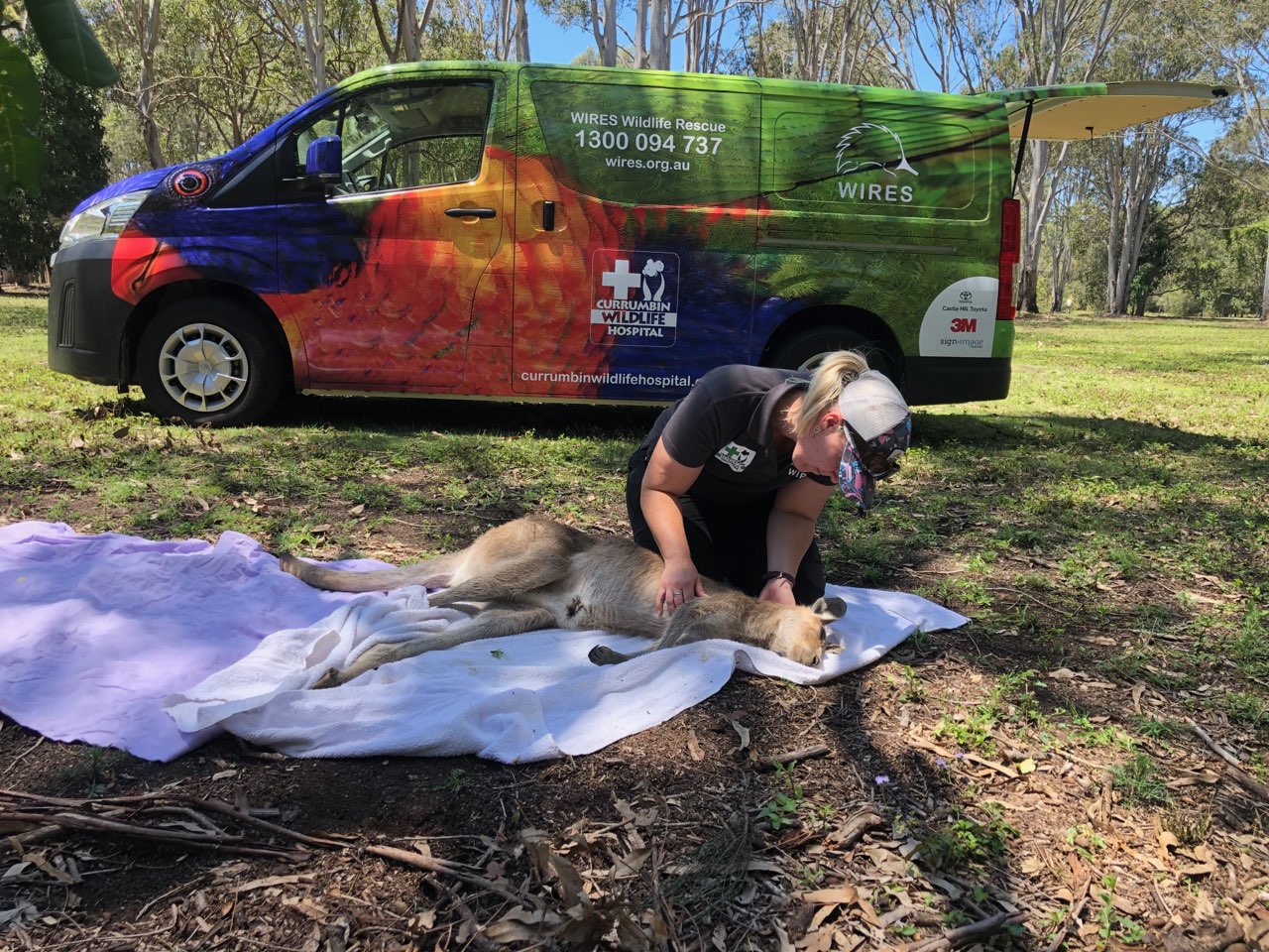 A 24/7 Emergency Rescue Service dedicated to wildlife - thanks to you. 