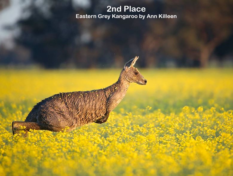 WIRES 2016 Australia Day Photo Competition - Winners 