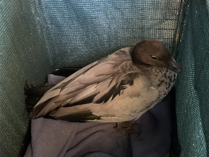 Lucky rescue for trapped Wood Duck