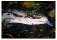 Blue tongue rescue