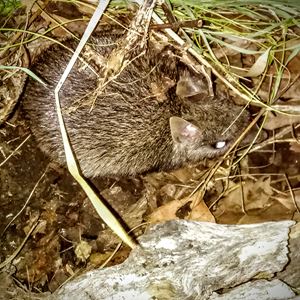 Wildlife and Pool Safety