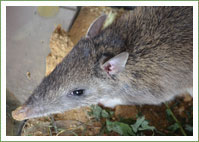 Bandicoot stuck in drain