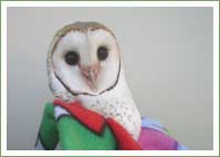 Barn Owl looking for a hollow to call home 