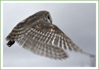 Barn Owl goes back to the wild