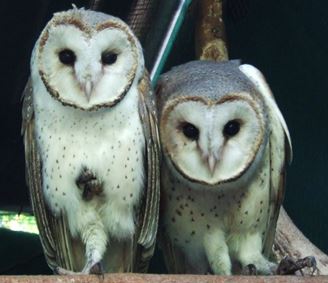 Owl Siblings in care