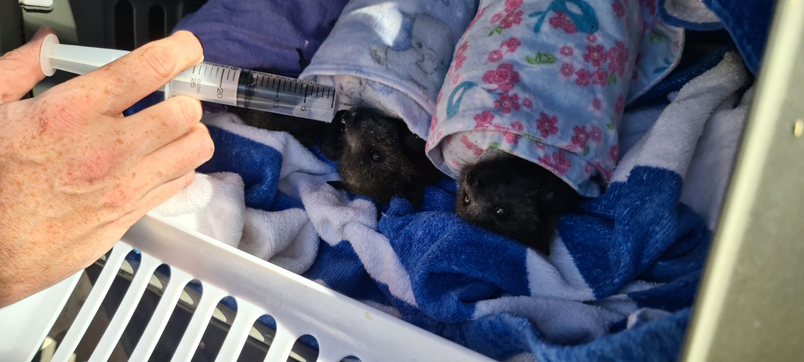 Flying Fox Mass Death Event: WIRES' Efforts to Protect and Preserve