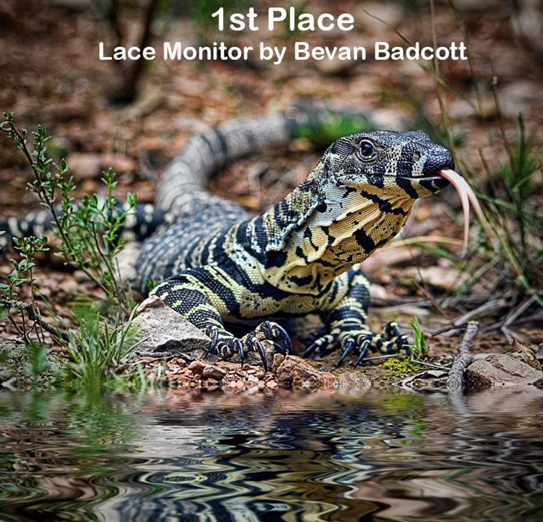 WIRES 2016 Australia Day Photo Competition - Winners 