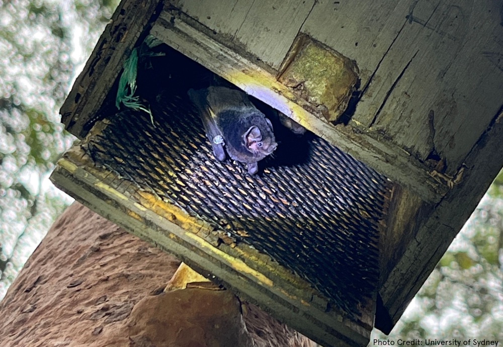 Highlighting native animal research in Australia