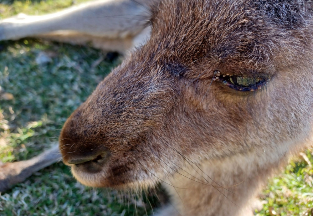 How a Community Saved a Kangaroo Mob from Ticks