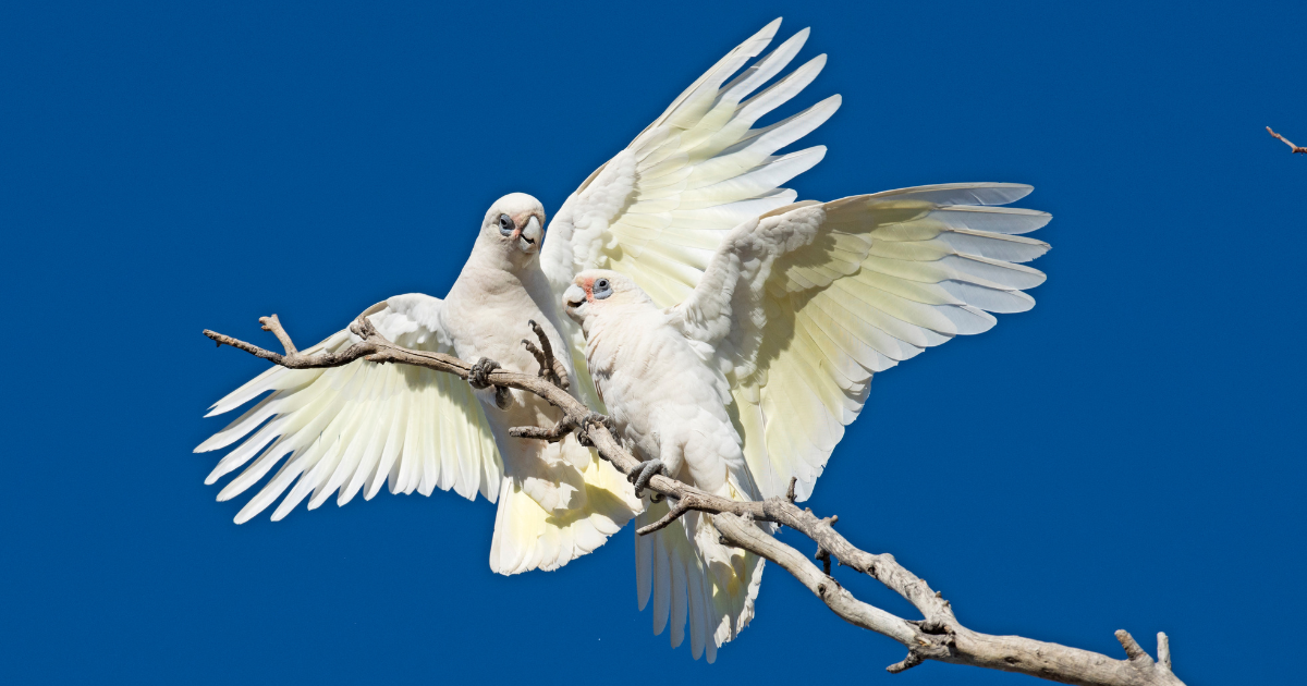Birds exposed to Fenthion released back to the wild