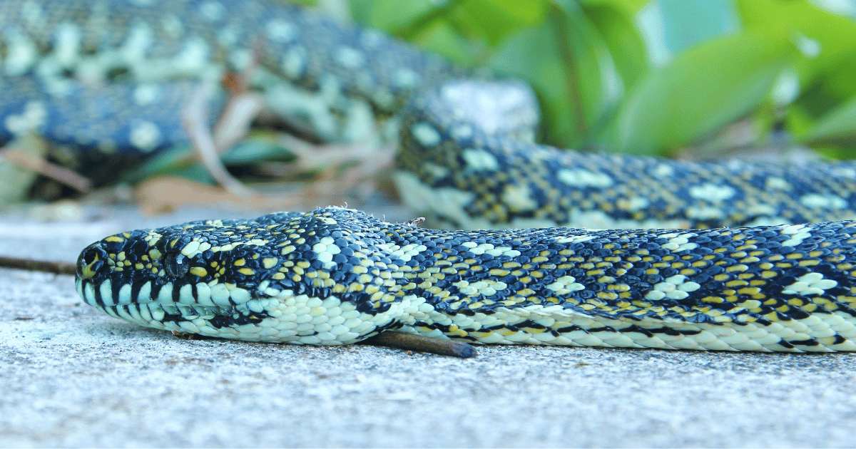 Spring strategies for swooping birds and snakes