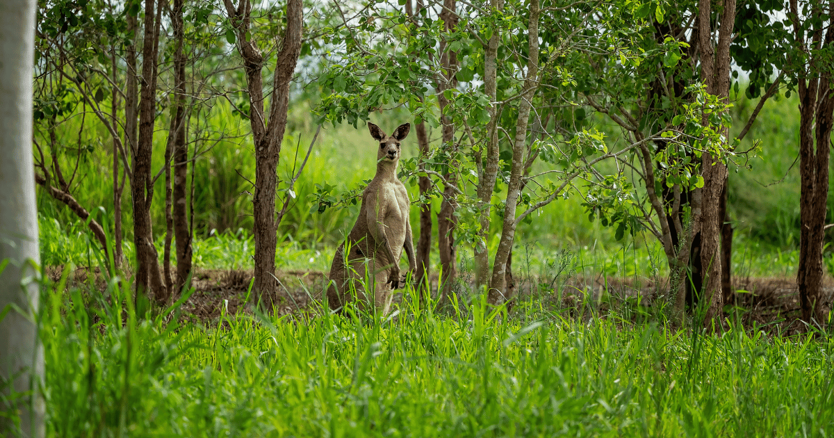 WIRES and Landcare Australia award $1.185 million to 64 groups across the country in post-bushfire wildlife habitat regeneration