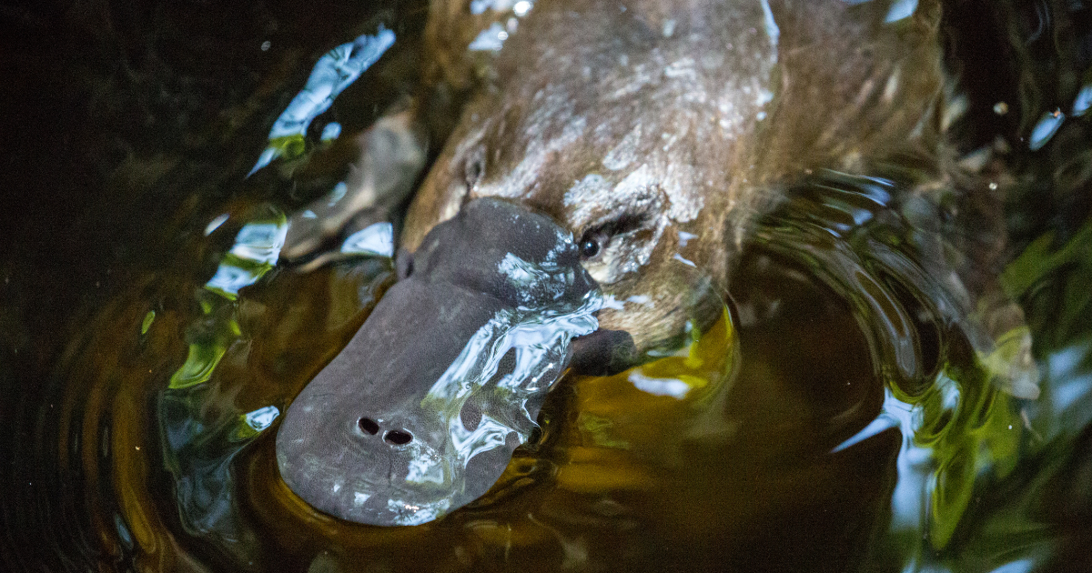 Joining Forces for Platypus Rescue: WIRES and Taronga Zoo's Collective Mission 