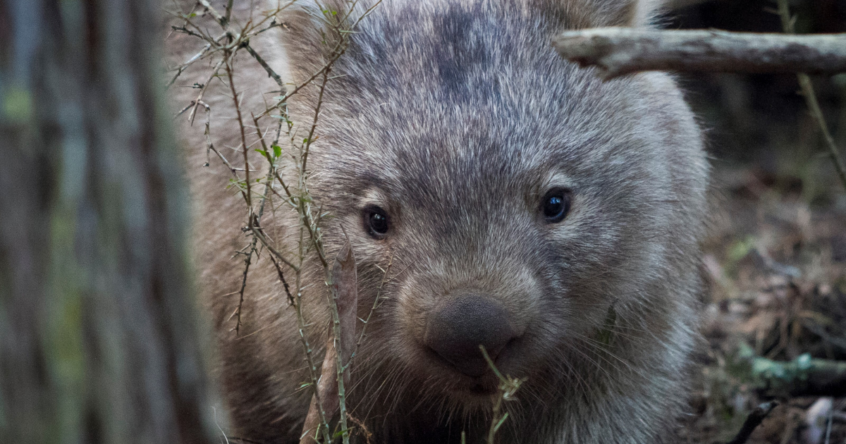 Safeguarding Australia's Cherished Wombats: A Compassionate Collaboration