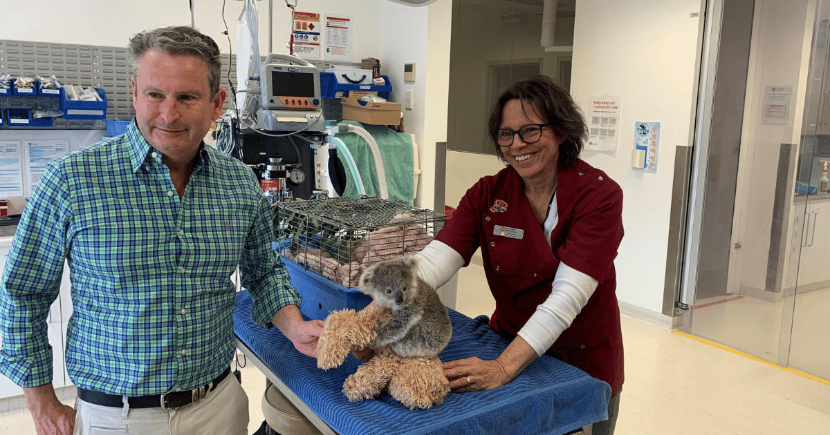 $80 Million to Protect Koalas in South-West Sydney