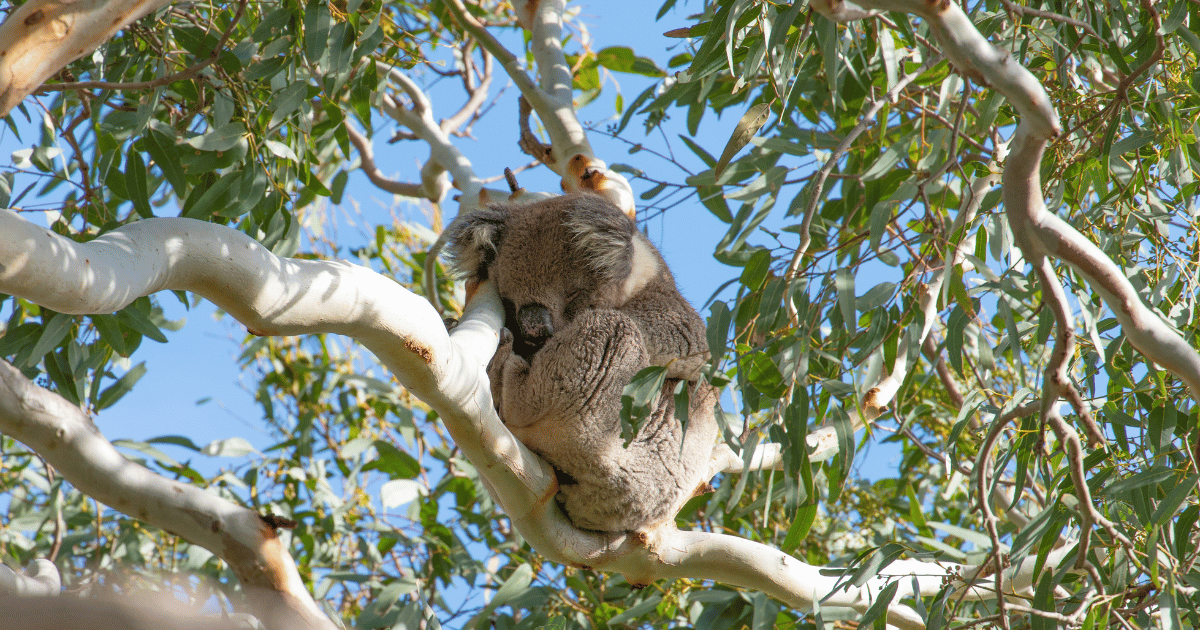 $80 Million to Protect Koalas in South-West Sydney