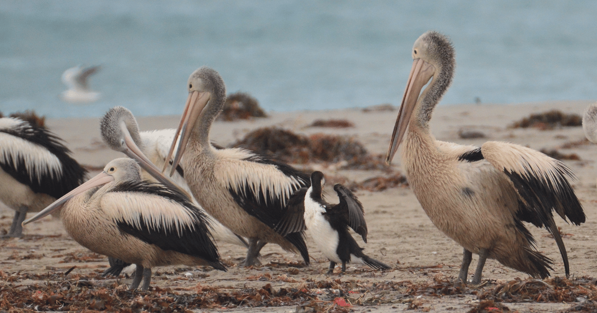 Coming Together to Save Pelicans After the Western Australia Oil Spill