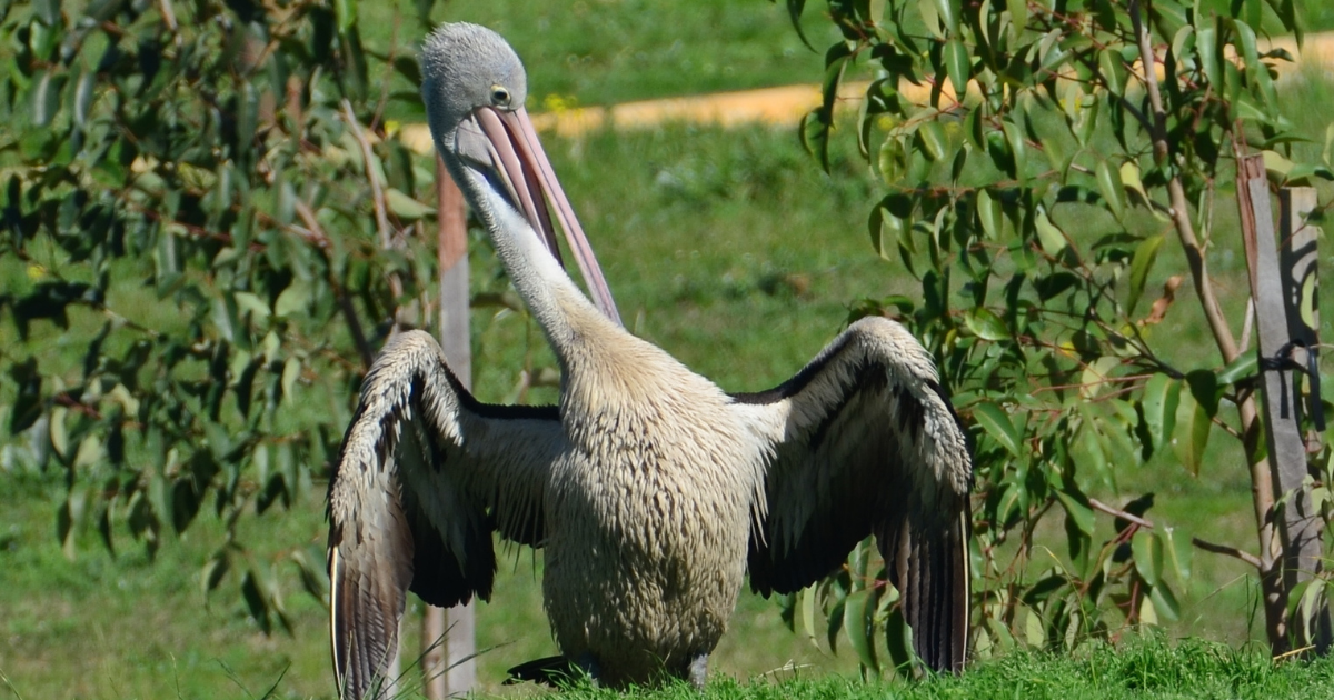 Coming Together to Save Pelicans After the Western Australia Oil Spill