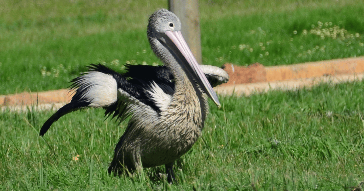 Coming Together to Save Pelicans After the Western Australia Oil Spill