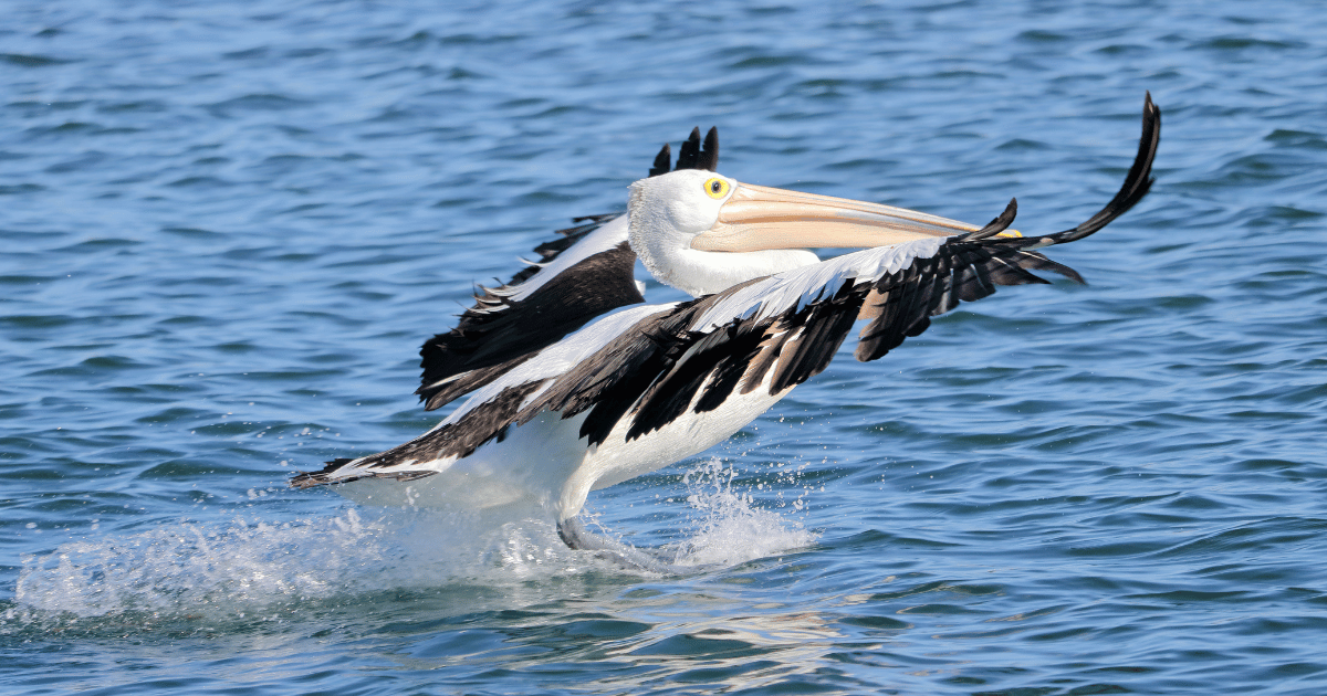 Coming Together to Save Pelicans After the Western Australia Oil Spill